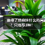 猫得了猫癣抹什么药膏?只推荐3种!(图1) 猫得了猫癣抹什么药膏?只推荐3种!(图1)