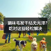猫咪毛发干枯无光泽?吃对这些轻松解决(图1) 猫咪毛发干枯无光泽?吃对这些轻松解决(图1)