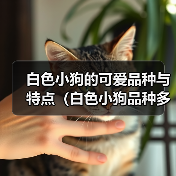 白色小狗的可爱品种与特点(白色小狗品种多样,个性各异)(图2) 白色小狗的可爱品种与特点(白色小狗品种多样,个性各异)(图2)