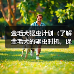 金毛犬驱虫计划（了解金毛犬的驱虫时机，保护宠物健康）（图3）