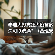 泰迪犬打完狂犬疫苗多久可以洗澡？（合理安排洗澡时间，确保泰迪犬的健康）（图3）