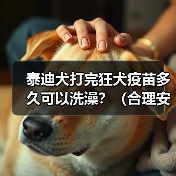 泰迪犬打完狂犬疫苗多久可以洗澡？（合理安排洗澡时间，确保泰迪犬的健康）（图2）