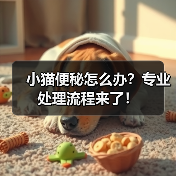 小猫便秘怎么办？专业处理流程来了！（图4）