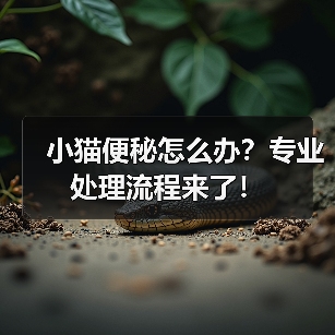 小猫便秘怎么办？专业处理流程来了！（图1）