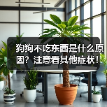 狗狗不吃东西是什么原因？注意看其他症状！