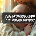 狗狗不吃饭是怎么回事?怎么提高狗狗的食欲?(图2) 狗狗不吃饭是怎么回事?怎么提高狗狗的食欲?(图2)