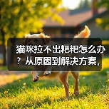 猫咪拉不出粑粑怎么办?从原因到解决方案,一篇搞定!(图3) 猫咪拉不出粑粑怎么办?从原因到解决方案,一篇搞定!(图3)