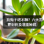 狗狗干吃不胖?六大因素剖析及增重秘籍(图4) 狗狗干吃不胖?六大因素剖析及增重秘籍(图4)