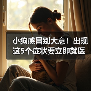 小狗感冒别大意!出现这5个症状要立即就医!(图4) 小狗感冒别大意!出现这5个症状要立即就医!(图4)