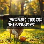 【宠医科普】狗狗感冒用什么药比较好?(图2) 【宠医科普】狗狗感冒用什么药比较好?(图2)
