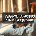 狗狗感冒几天可以自愈?取决于4大核心因素!(图3) 狗狗感冒几天可以自愈?取决于4大核心因素!(图3)
