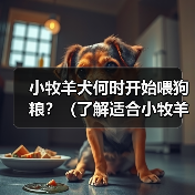 小牧羊犬何时开始喂狗粮？（了解适合小牧羊犬的饮食时间和方式）（图1）