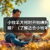 小牧羊犬何时开始喂狗粮？（了解适合小牧羊犬的饮食时间和方式）（图3）