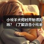 小牧羊犬何时开始喂狗粮？（了解适合小牧羊犬的饮食时间和方式）（图4）