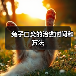 兔子口炎的治愈时间和方法(图4) 兔子口炎的治愈时间和方法(图4)