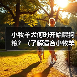 小牧羊犬何时开始喂狗粮？（了解适合小牧羊犬的饮食时间和方式）（图2）