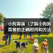 小狗育苗（了解小狗狗育苗的正确时间和方法，确保它们的健康成长）