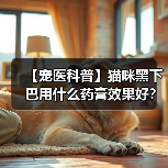 【宠医科普】猫咪黑下巴用什么药膏效果好?(图1) 【宠医科普】猫咪黑下巴用什么药膏效果好?(图1)