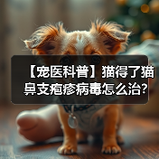 【宠医科普】猫得了猫鼻支疱疹病毒怎么治?(图1) 【宠医科普】猫得了猫鼻支疱疹病毒怎么治?(图1)