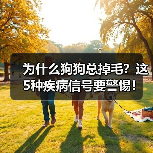 为什么狗狗总掉毛？这5种疾病信号要警惕！（图2）