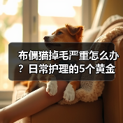 布偶猫掉毛严重怎么办?日常护理的5个黄金法则(图3) 布偶猫掉毛严重怎么办?日常护理的5个黄金法则(图3)