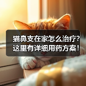 猫鼻支在家怎么治疗？这里有详细用药方案！（图3）