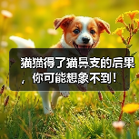 猫猫得了猫鼻支的后果,你可能想象不到!(图3) 猫猫得了猫鼻支的后果,你可能想象不到!(图3)