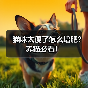 猫咪太瘦了怎么增肥?养猫必看!(图3) 猫咪太瘦了怎么增肥?养猫必看!(图3)