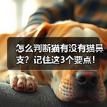怎么判断猫有没有猫鼻支?记住这3个要点!(图2) 怎么判断猫有没有猫鼻支?记住这3个要点!(图2)