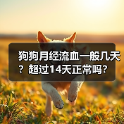 狗狗月经流血一般几天?超过14天正常吗?(图3) 狗狗月经流血一般几天?超过14天正常吗?(图3)