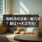 狗狗月经流血一般几天?超过14天正常吗?(图1) 狗狗月经流血一般几天?超过14天正常吗?(图1)