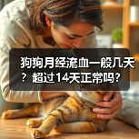 狗狗月经流血一般几天?超过14天正常吗?(图4) 狗狗月经流血一般几天?超过14天正常吗?(图4)
