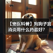 【宠医科普】狗狗子宫消炎用什么药最好？