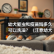 幼犬驱虫和疫苗隔多久可以洗澡？（注意幼犬健康，科学洗澡是关键）（图4）