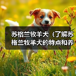 苏格兰牧羊犬（了解苏格兰牧羊犬的特点和养护要点）