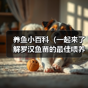养鱼小百科（一起来了解罗汉鱼苗的最佳喂养时间吧！）（图3）