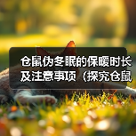 仓鼠伪冬眠的保暖时长及注意事项（探究仓鼠伪冬眠需要保持温暖的时间长度和注意事项）