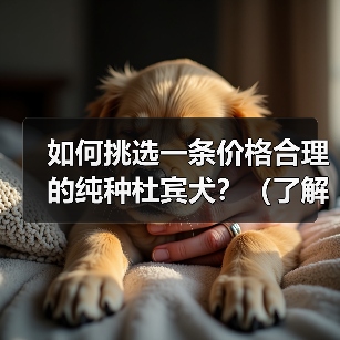 如何挑选一条价格合理的纯种杜宾犬?(了解杜宾犬价格及挑选方法,为您选择一只理想的宠物伴侣)(图4) 如何挑选一条价格合理的纯种杜宾犬?(了解杜宾犬价格及挑选方法,为您选择一只理想的宠物伴侣)(图4)