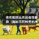 老鹰和猫头鹰的食性差异(揭秘不同种类的鹰喜好的食物以及原因)(图4) 老鹰和猫头鹰的食性差异(揭秘不同种类的鹰喜好的食物以及原因)(图4)
