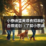 小泰迪蛋黄喂食频率的合理规划（了解小泰迪喂食蛋黄的最佳时间间隔）