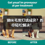 猫咪毛发打结成块?教你轻松解决!(图3) 猫咪毛发打结成块?教你轻松解决!(图3)