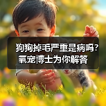 狗狗掉毛严重是病吗?氧宠博士为你解答(图3) 狗狗掉毛严重是病吗?氧宠博士为你解答(图3)