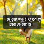 猫掉毛严重?这5个原因你必须知道!(图3) 猫掉毛严重?这5个原因你必须知道!(图3)