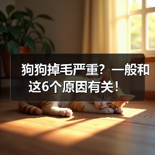 狗狗掉毛严重?一般和这6个原因有关!(图3) 狗狗掉毛严重?一般和这6个原因有关!(图3)