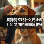 狗狗腿疼吃什么药止疼?科学用药指南请收好!(图2) 狗狗腿疼吃什么药止疼?科学用药指南请收好!(图2)