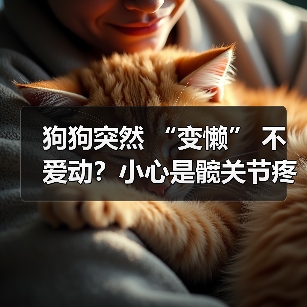 狗狗突然 “变懒” 不爱动?小心是髋关节疼痛的表现!(图4) 狗狗突然 “变懒” 不爱动?小心是髋关节疼痛的表现!(图4)