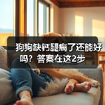 狗狗缺钙腿瘸了还能好吗?答案在这2步(图4) 狗狗缺钙腿瘸了还能好吗?答案在这2步(图4)