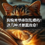 狗狗关节疼别乱喂药！这几种才是真救命！