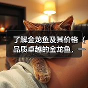 了解金龙鱼及其价格(品质卓越的金龙鱼,一条多少钱?)(图3) 了解金龙鱼及其价格(品质卓越的金龙鱼,一条多少钱?)(图3)