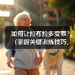 如何让拉布拉多变乖?(掌握关键训练技巧,提升拉布拉多的性和听从性)(图3) 如何让拉布拉多变乖?(掌握关键训练技巧,提升拉布拉多的性和听从性)(图3)